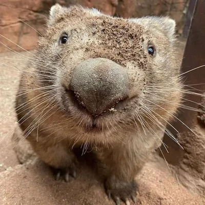 Wombat smiling