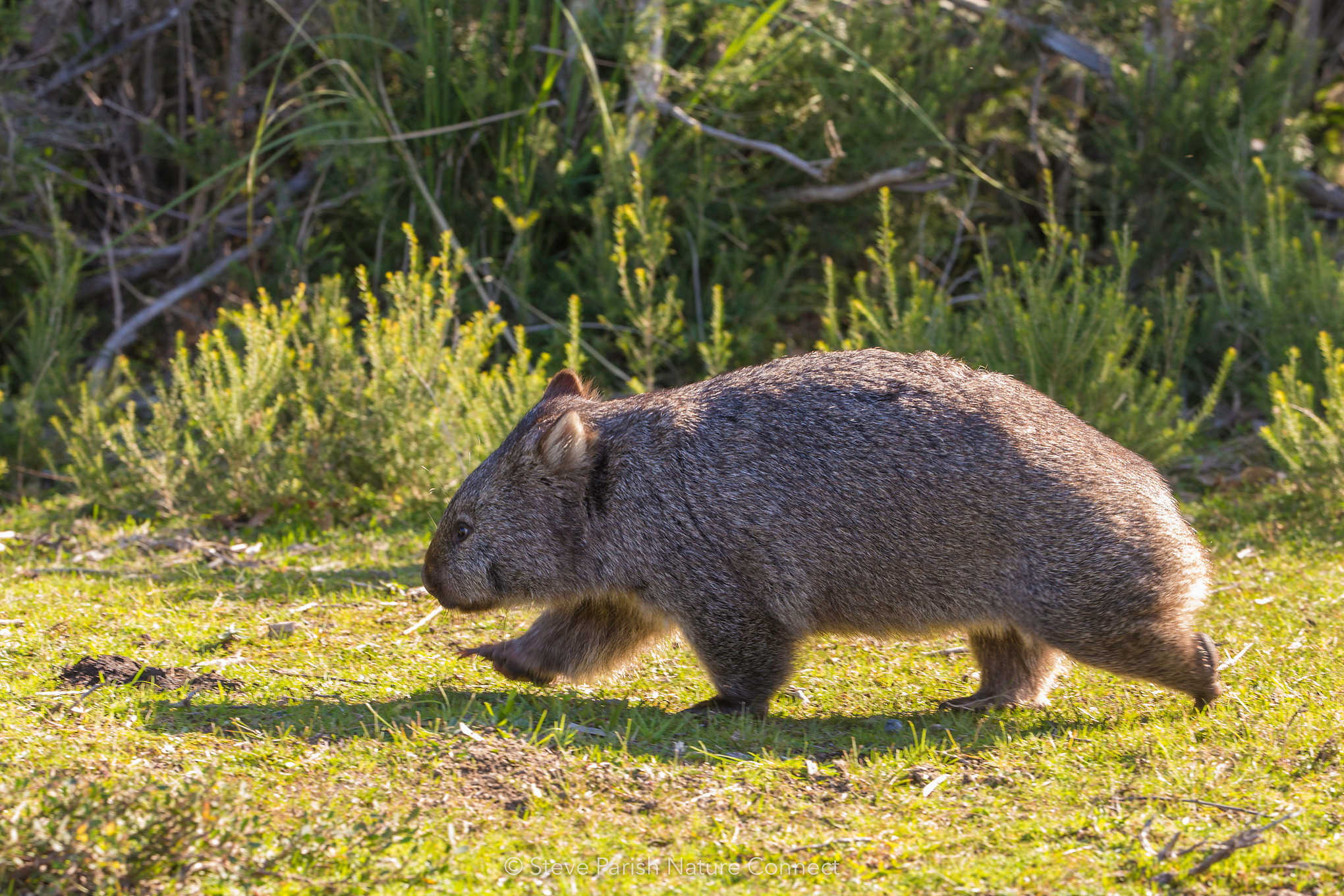 Wombat thinking