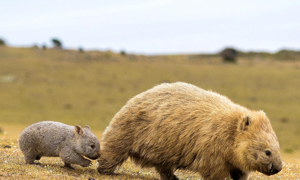 Wombat celebrating